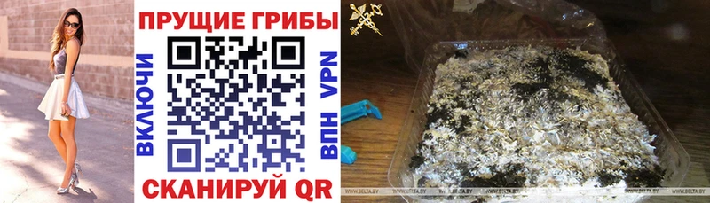 Галлюциногенные грибы Psilocybine cubensis  Лаишево 